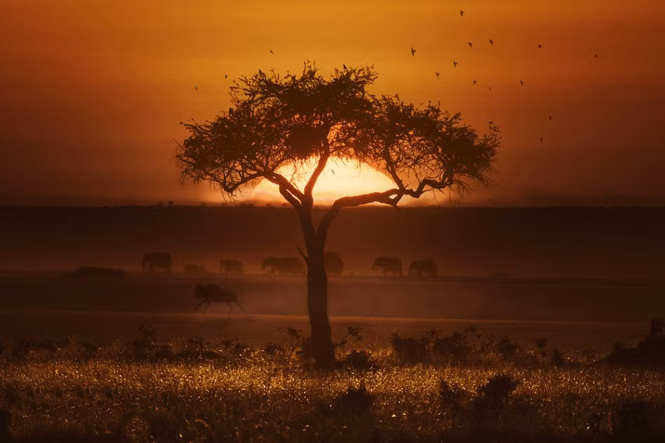 Hoàng hôn đẹp tuyệt mỹ ở châu Phi.