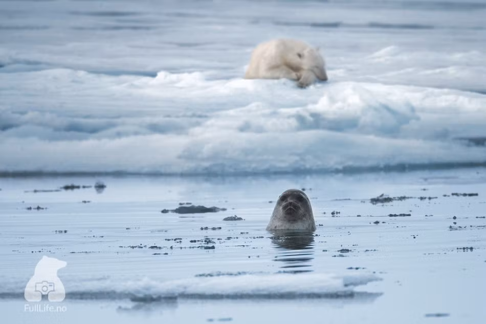Sư tử biển canh lúc gấu Bắc cực nghỉ ngơi để tranh thủ hoạt động.