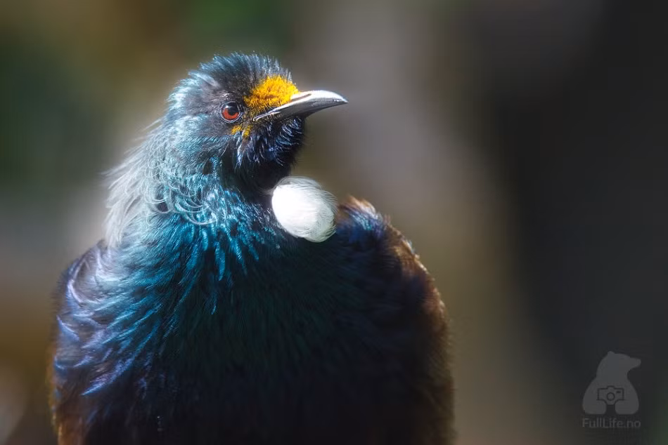 Cảm giác được sau mình có động, con chim sặc sỡ quay đầu lại đầy cảnh giác.