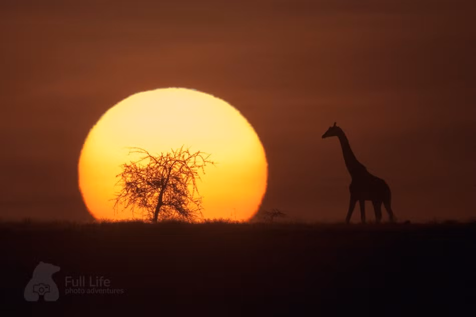 Hươu cao cổ in bóng trầm lặng trong giáng trời chiều.