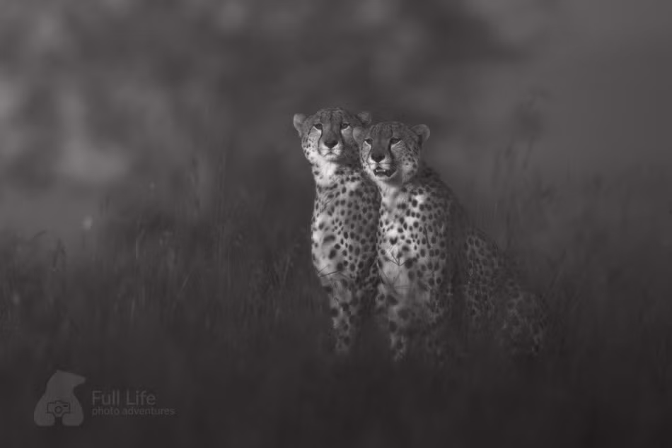 Cặp tình nhân báo đốm dựa sát vào nhau trong một buổi chiều tà.