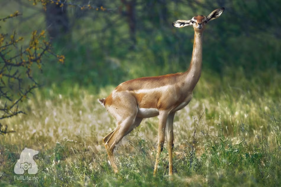 Để nắm bắt được những khoảnh khắc tuyệt đẹp và đa dạng về cuộc sống của động vật hoang dã, nhiếp ảnh gia Karim Sahai đã đi đến rất nhiều nơi, dành phần lớn thời gian ở trong rừng tác nghiệp.