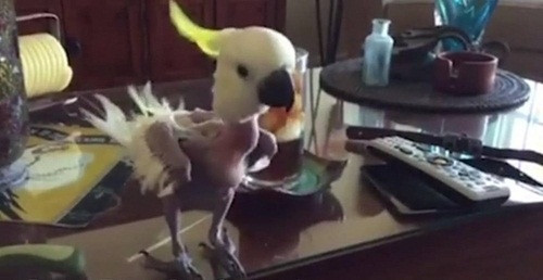 Khi được cứu và đến định cư tại trung tâm, Hobby được đổi tên thành Javi (phát âm như Ha vee).