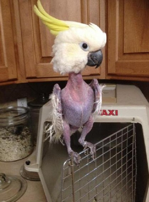 Hobby là tên một con vẹt trắng tội nghiệp, con vật từng bị chủ sở hữu ngược đãi nặng nề. Khi được một nhân viên thuộc trung tâm cứu hộ vẹt Tallgrass Parrot Sanctuary ở Kansas, Texas cứu, con vẹt bị trầm cảm, bị stress nghiêm trọng.