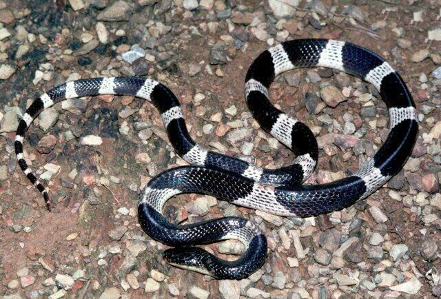 10. Rắn cạp nia, có đặc điểm nhận dạng là đầu thon mảnh, con ngươi tròn, có mảng khoang màu khác biệt như rắn cạp nong nhưng màu của chúng lại là đen và trắng xám. Sinh sống tại các đồng cỏ và các cánh rừng có nhiều bụi rậm, rắn cạp nia là nỗi kinh hoàng của con người khi bắt gặp phải chúng.