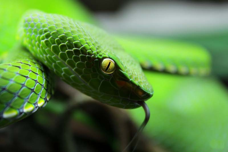 3. Rắn lục Von-gen hay rắn lục miền Nam, tên khoa học là Viridovipera vogeli là một loài rắn nằm trong họ rắn lục. Đỉnh đầu và thân của loài này màu xanh lục, phần bụng màu nhạt hơn. Được coi là một trong những kẻ săn đêm máu lạnh, giỏi và khôn ngoan nhất trong các loài rắn, chỉ với một cú đớp mạnh, con mồi sẽ phải trả giá bằng mạng sống của mình. Loài rắn này sống ở Gia Lai, Đồng Nai, Lâm Đồng ở Việt Nam.