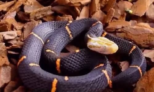 4. Rắn lục đầu bạc, tên khoa học là Azemiops feae, là một loài rắn lục thuộc chi Azemiops trong phân họ đơn chi Azemiopinae. Được xem là một trong các loài rắn lục nguyên thủy nhất, rắn lục đầu bạc có kích cỡ trung bình, đầu hơi dẹp phân biệt rõ với cổ, dài khoảng 80cm. Tại Việt Nam, rắn lục đầu bạc phân bố ở Cao Bằng, Vĩnh Phúc, Phú Thọ, Lạng Sơn.