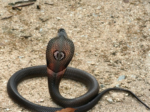 8. Rắn hổ đất hay còn gọi là hổ mang một mắt kính hay hổ phì, tên khoa học là Naja kaouthia. Mỗi khi bị kích thích, cổ của loài rắn bành ra rất đáng sợ. Chỉ một lượng nhỏ nọc độc của loài rắn này cũng có thể khiến con mồi chết bất đắc kỳ tử.