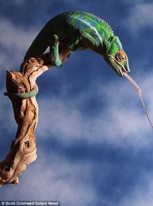 Khoảnh khắc tắc kè phóng lưỡi bắt mồi.