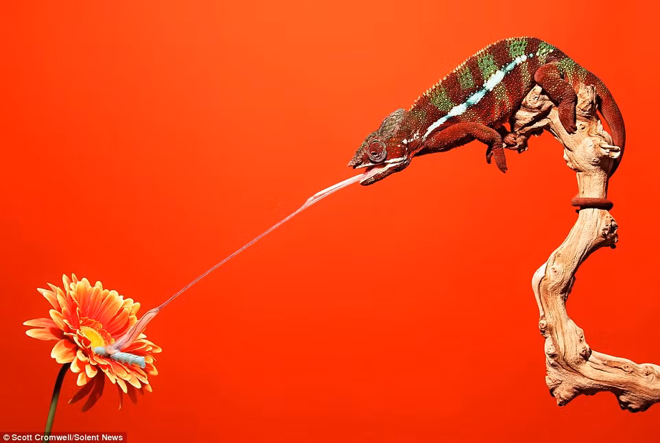 Lưỡi của tắc kè cũng là "loại cơ nhanh nhất hành tinh" và có thể di chuyển với vận tốc hơn 6m/s. Cùng với khả năng mở rộng theo chiều dài cơ thể, bộ phận này của tắc kè được mệnh danh là chiếc lưỡi kỳ diệu nhất thế giới.