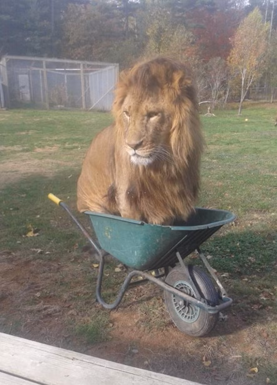 Dù là sư tử, chúa tể của muôn loài thì cũng có lúc muốn trở thành một con mèo to xác, được quậy phá, đòi hỏi.