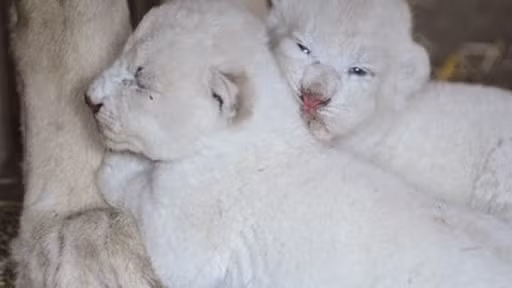 Khi được bú sữa no căng, những chú sư tử con chẳng khác nào những con mèo dễ thương.