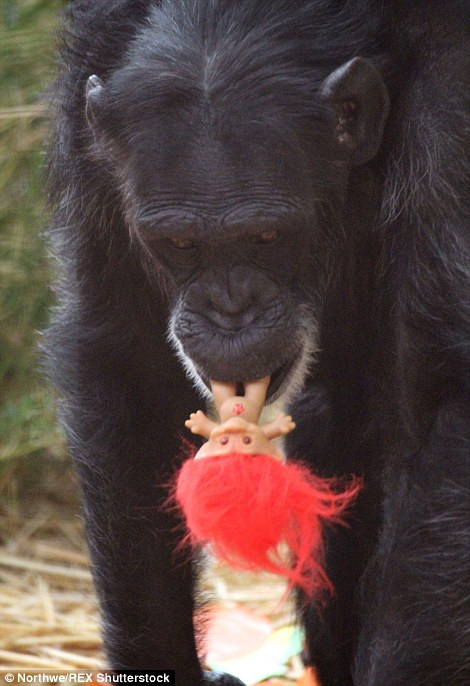 Cô tinh tinh mất con này mặc dù đang được chăm sóc và phục hồi tinh thần ở Trung tâm cứu hộ tinh tinh Tây Bắc (CSNW) ở Cle Elum, Washington nhưng Diana Goodrich, giám đốc trung tâm cho biết rất có thể không bao giờ Foxie hồi phục hoàn toàn những sang chấn tâm lý khủng khiếp như vậy.