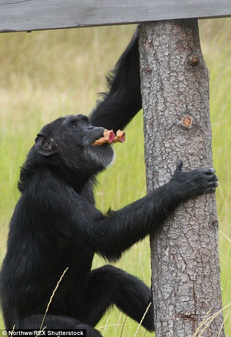 Bà Diana cũng nói thêm rằng Foxie cực kỳ yêu thích những con búp bê, cô tinh tinh bất hạnh này coi những con búp bê như con đẻ của mình và chăm sóc chu đáo, tận tình.