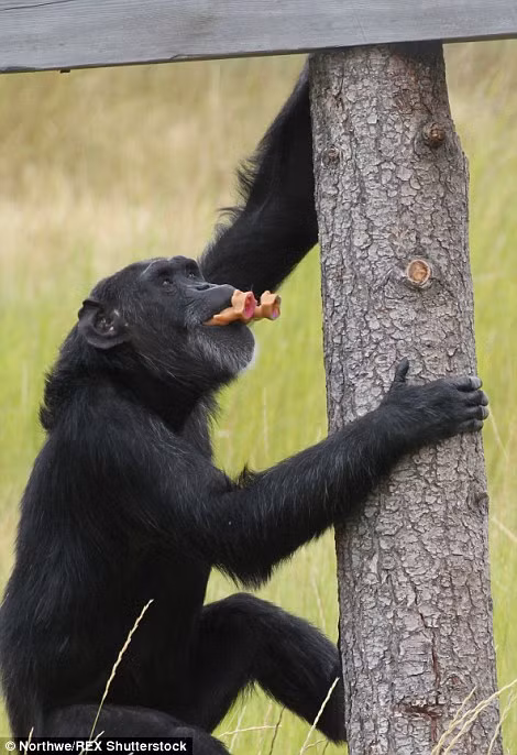 Bà Diana cũng nói thêm rằng Foxie cực kỳ yêu thích những con búp bê, cô tinh tinh bất hạnh này coi những con búp bê như con đẻ của mình và chăm sóc chu đáo, tận tình.