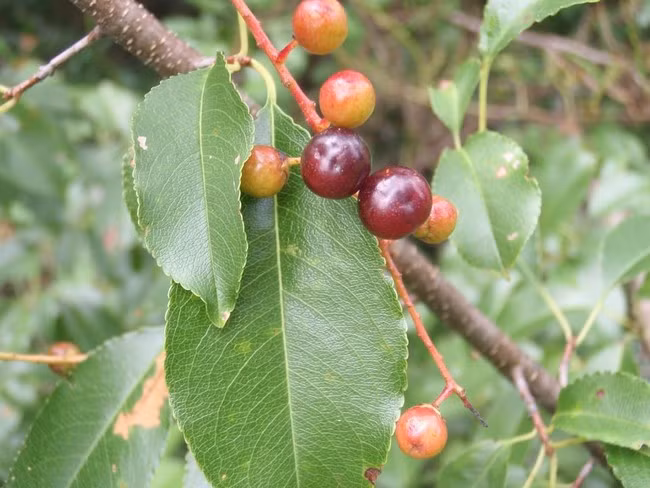 Cherry dại, những quả cherry mọc hoang dại này chứa chất cyanide kịch độc. chỉ một lượng nhỏ cũng khiến cho một người trưởng thành mất mạng chỉ trong thời gian ngắn ngủi.