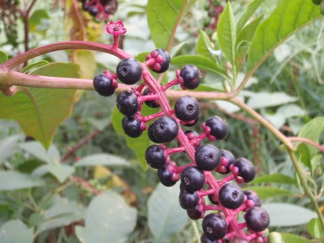 Quả thương lục Mỹ hay còn gọi là quả thương lục, tên tiếng Anh là Pokeberries là một loài cây vô cùng độc hại đối với con người. Chỉ một lượng nhỏ quả thương lục cũng có thể dẫn đến cái chết của những người bất cẩn ăn phải nó.