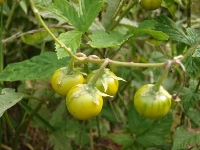 Quả cây Horse Nettle, họ cây tầm ma. Những quả cây này giống như cà chua màu xanh nhưng nếu ăn phải, chúng sẽ khiến bạn đau bụng dữ dội và gặp các vấn đề về hô hấp.