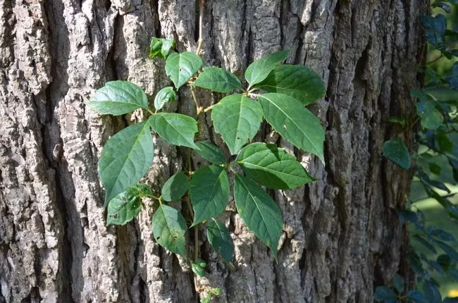 Cây Virginia Creeper, thường hay bị nhầm với loài cây tử thần Poison Ivy nhưng độc tố của loài thực vật này cũng không kém Poison Ivy là bao nhiêu.