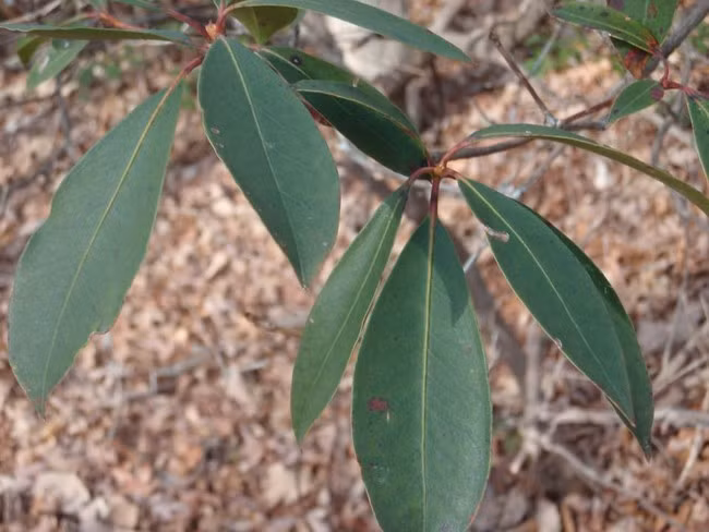 Cây sơn thạch lựu Rhododendron, nó còn có cái tên khác là cây tự tử bởi chỉ nuốt vài lá cây này, bạn sẽ không kịp hối hận. Tất cả các bộ phận của cây đều có chất độc có thể gây chết người, trầm cảm, dẫn đến buồn nôn, tê liệt toàn thân hay hôn mê sâu.