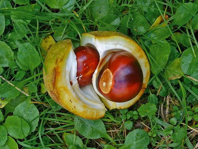Quả Buckeye, đây là loại quả toàn thân đều độc, cả vỏ và hạt bên trong đều chứa những chất kịch độc khiến bất kỳ loài động vật nào ăn phải đều mất mạng.
