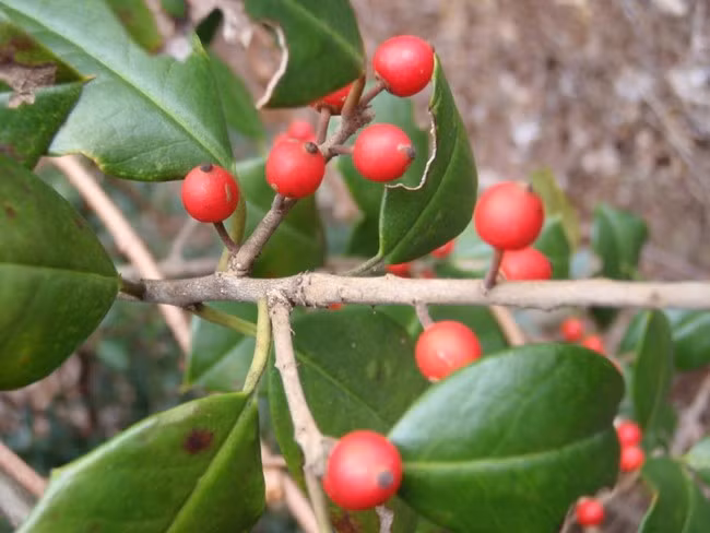 Quả Holly, hay còn gọi là quả Bùi, quả Đông thanh là chi thực vật có hoa trong họ Aquifoliaceae. Quả này là món tráng miệng ưa thích của nhiều loài chim nhưng đối với con người lại có tác động không tốt. Nhìn chung, con người chỉ nên sử dụng chúng để trang trí nhà cửa, vòng hoa vào dịp Giáng sinh mà thôi.