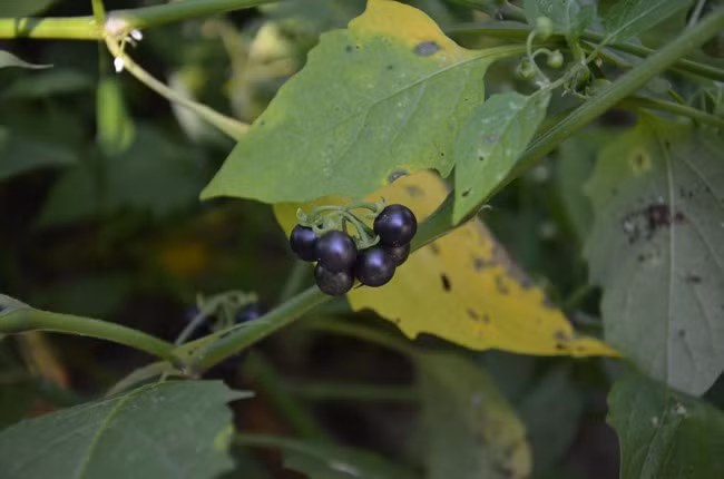 Quả cây họ Nightshade, chúng có thể trông giống như quả việt quất mọng nước nhưng thực ra, loài quả còn có tên là anh đào đen này là một trong những loài quả nguy hiểm vì cực độc có thể giết chết bạn với lượng độc chứa trong những quả nhỏ bé, xinh đẹp.