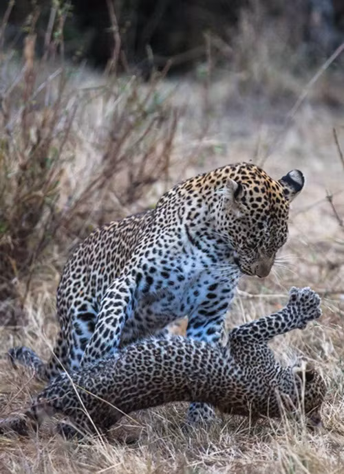 Cuối cùng chú cũng bắt kịp mẹ và nằm lăn ra làm nũng.