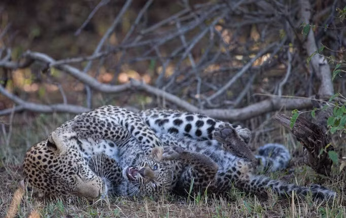 Theo như nhiếp ảnh gia, có lẽ con báo hoa mai mẹ này là con báo thân thiện, thoải mái nhất trong vòng 25 năm qua. Báo hoa mai nổi tiếng với sự cảnh giác cực cao, hiếm khi để con người tiếp cận và chụp ảnh.