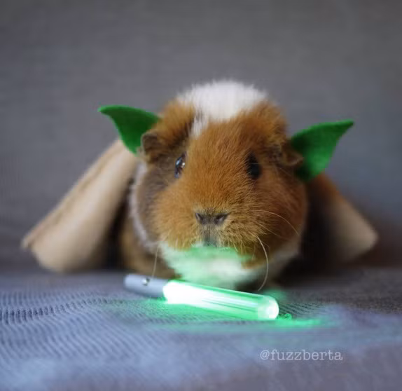 Tham gia chiến tranh giữa các vì sao với vai trò lãnh đạo.