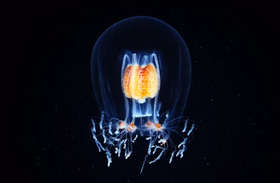 Alexander hiện đang dẫn đầu một nhóm các nhà khoa học tham gia vào cuộc thám hiểm có tên Aquatilis dài ba năm, tới khám phá những vùng nước sâu trên thế giới. Để chụp được những hình ảnh về các loài sinh vật biển hiếm thấy này, Alexander phải ở lặn trong điều kiện cực kỳ lạnh và khắc nghiệt. Tuy nhiên, kết quả thu được luôn khiến chính bản thân nhiếp ảnh gia và người xem cực kỳ thỏa mãn.