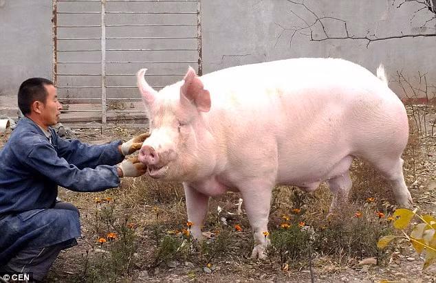 Kinh ngac lon khong lo thoat chet nho than hinh beo u-Hinh-2