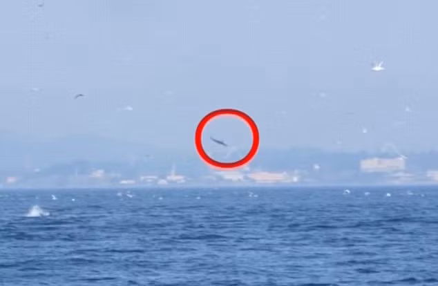 Quá trình đó liên tục lặp đi lặp lại cho đến khi cá voi sát thủ chơi chán và quyết định làm no bụng mình. Nó ở dưới làn nước trong xanh và chờ đợi con sư tử biển rơi xuống để đớp trọn.