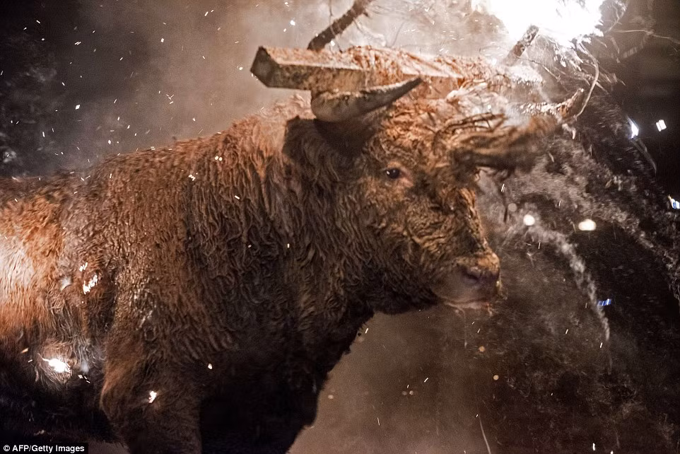 Thịt của con bò lửa này sẽ được xẻ ra, đem chia cho những người chơi can đảm đã dám cùng bò lửa chơi trò đuổi bắt.