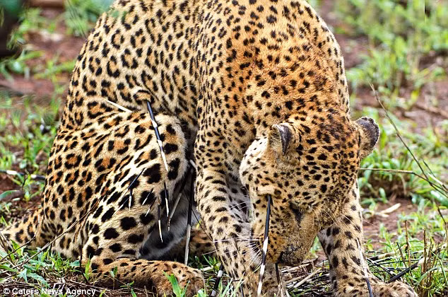 Theo Helgard de Villiers, con báo đã rình rập con nhím trong bụi cây và khi thấy cơ hội đến, nó nhảy ra, vồ lấy con nhím, cả hai con vật đã có một cuộc kịch chiến dữ dội.