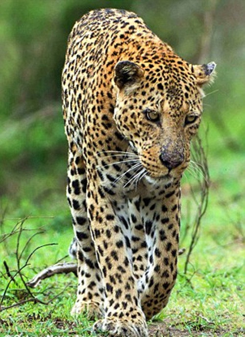 Sau nhiều giờ đồng hồ, cuối cùng báo gấm cũng thành công gỡ sạch gai nhím.