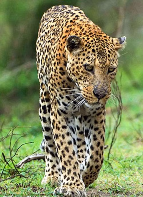 Sau nhiều giờ đồng hồ, cuối cùng báo gấm cũng thành công gỡ sạch gai nhím.