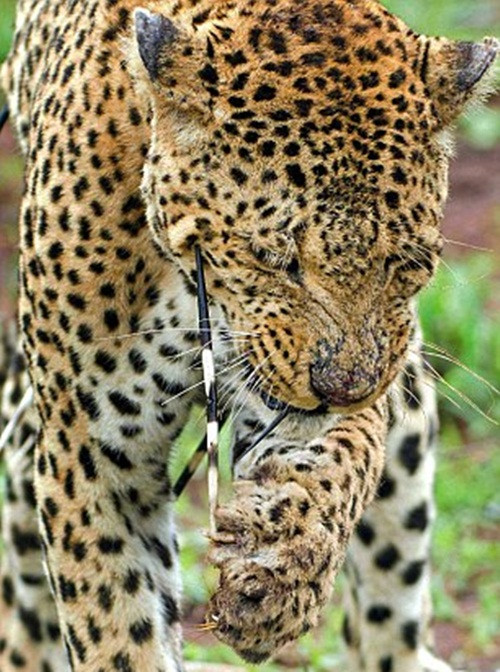 Báo gấm gắng nhịn đau dùng tay gỡ gai nhím xuống.