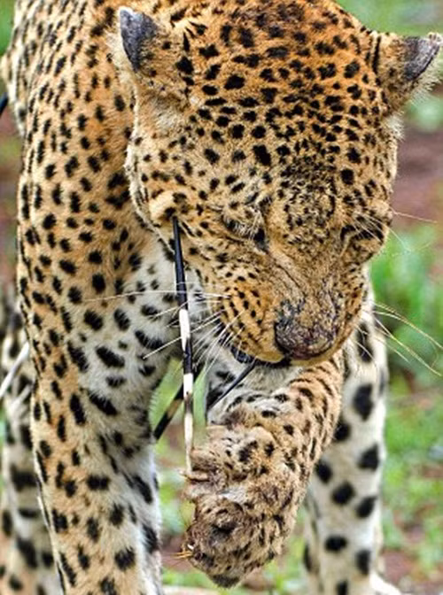 Báo gấm gắng nhịn đau dùng tay gỡ gai nhím xuống.