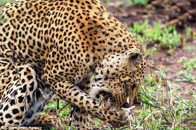 Đây sẽ là một bài học nhớ đời cho báo gấm bởi không những không được no bụng, lần săn mồi này còn khiến bản thân báo gấm tổn thương.