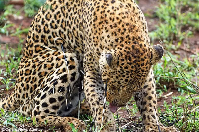 Kết cục là báo gấm thua trận bởi khinh địch và thiếu kinh nghiệm.