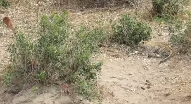 Đầu tiên, báo gấm săn đuổi một con linh dương Impala nhưng không thành công, sau đó nó quay lại một tảng đá trên bờ sông nằm thư giãn và nhìn thấy một con linh dương steenbok.