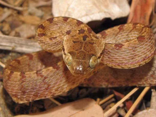 Rắn cây nâu đã vô tình được đưa tới Guam và là tác nhân chính gây ra sự tuyệt chủng của hầu hết các loài chim và thằn lằn bản địa của hòn đảo. Nó cũng gây ra "tầng" tác động sinh thái bằng cách loại bỏ các loài thụ phấn tự nhiên, gây ra sự suy giảm tiếp theo của các loài thực vật bản địa. Rắn cây nâu đã đe dọa hệ sinh thái mong manh của quần đảo Thái Bình Dương khi từ đảo Guam, loài rắn này có nguy cơ xâm chiếm các vùng lân cận.