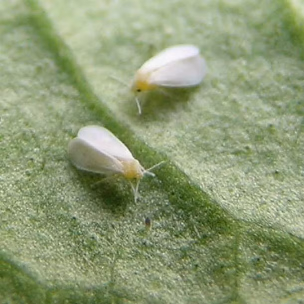 Bướm bông trắng, có mặt ở tất cả các châu lục, trừ Nam Cực, người ta tin rằng bướm bông trắng đã lây lan rất nhiều bệnh tật, phá hủy cây trồng ở khắp mọi nơi thông qua thói quen ăn uống tạp nham, tạm bợ của mình, khiến cho hệ sinh thái ở những vùng chúng định cư bị tàn phá, hủy hoại.