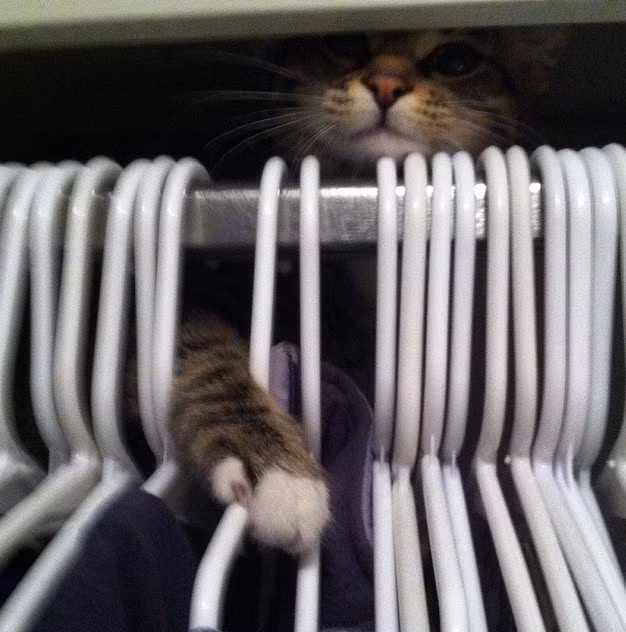 Cô mèo đang trốn trong tủ quần áo để thực hiện âm mưu thì bị chủ bắt quả tang.