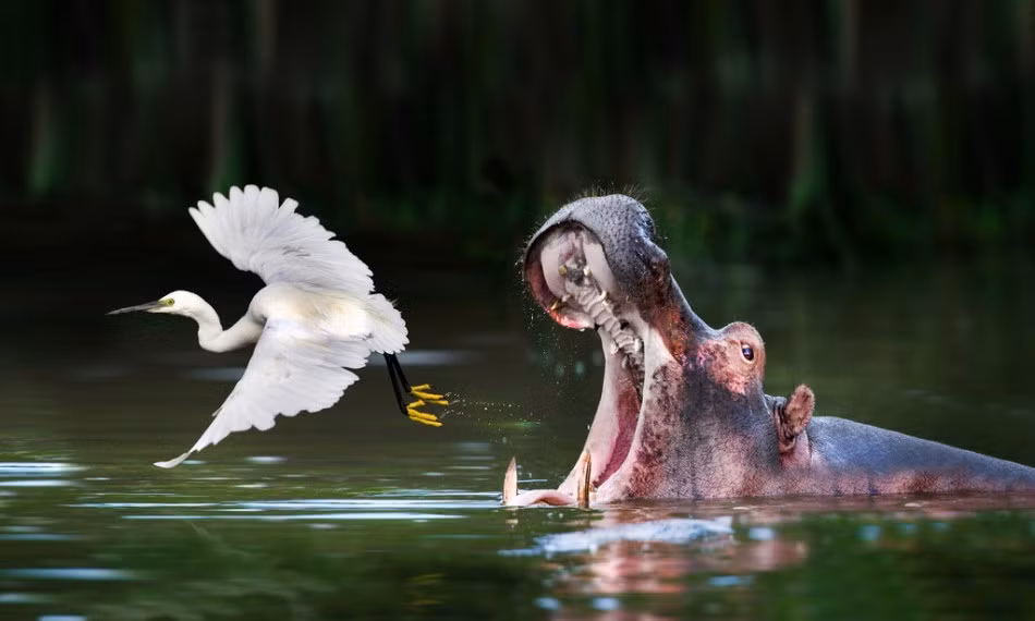 Hà mã đói bụng muốn kiếm bữa trưa thì gặp được một con cò tuy nhiên ngay khi há chiếc miệng rộng lớn thì con mồi đã thức thời bay đi, thoát khỏi số phận trở thành bữa trưa của hà mã, còn hà mã phải lặn xuống nước trong sự thất vọng.