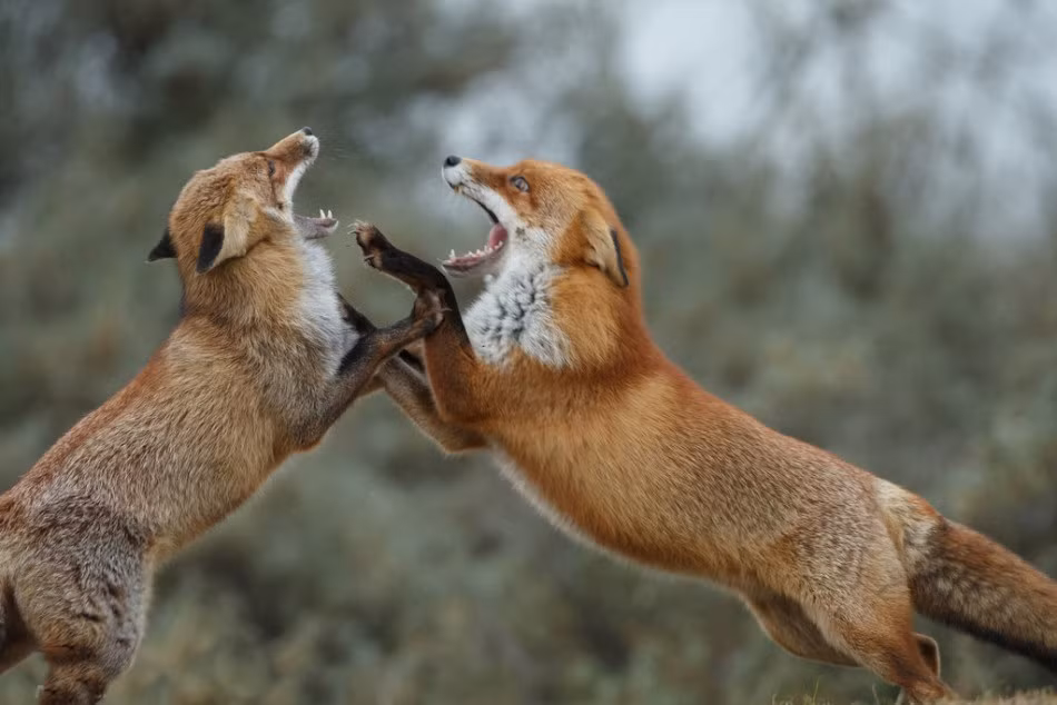Khoảnh khắc kịch chiến của hai con cáo được nhiếp ảnh gia Menno Schaefer chụp được tại Amsterdam, Hà Lan.