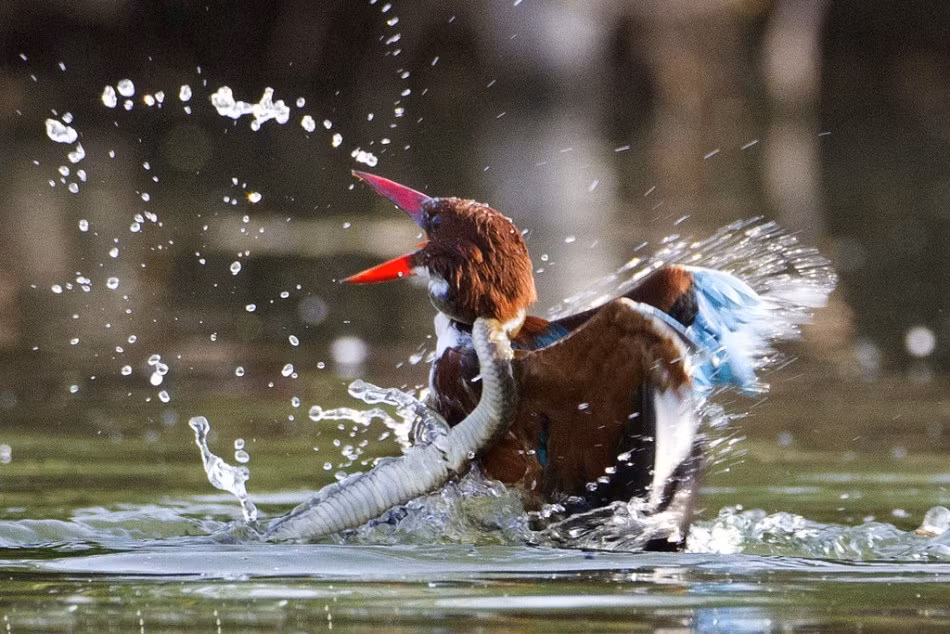 Giây phút chim bói cá phải trả giá cho hành động chọn nhầm con mồi của mình. Nó bị con rắn nước siết quanh cổ và có nguy cơ bị rắn nước dìm chết.