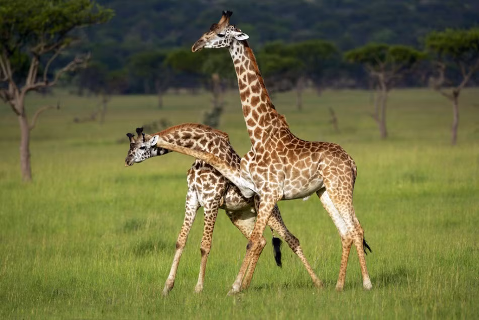 Màn đấm bốc nảy lửa này được chụp ở một khu bảo tồn động vật hoang dã ở Tanzania, châu Phi. Con hươu cao cổ này đã sử dụng cú đấm đanh thép để dạy dỗ đối thủ.