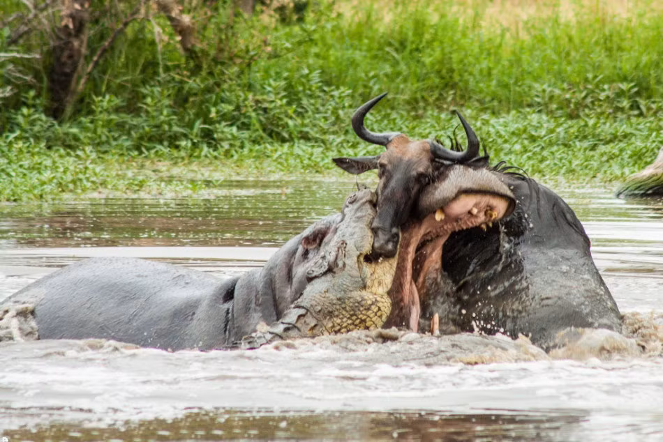 Trận tử chiến tay ba giữa hà mã, cá sấu và linh dương đầu bò cực kỳ quyết liệt, cuối cùng với sự tàn ác của mình, cá sấu sát thủ thành công xé tan xác linh dương đầu bò tội nghiệp ngay trên sông.